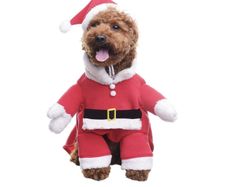 Dog Costume