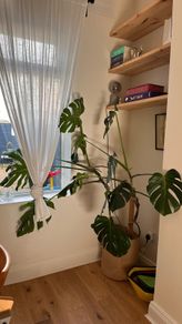 170 cm large Monstera