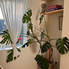 170 cm large Monstera