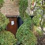 Buxus Sempervirens Image 2