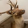 Fallow buck deer stag shoulder mount taxidermy 3 Image 3