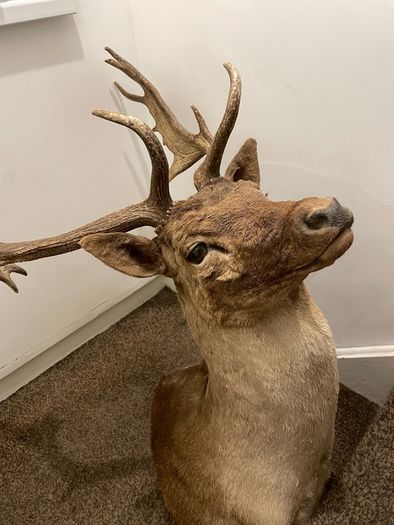 Fallow buck deer stag shoulder mount taxidermy 3