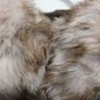 Fur ear muff's Image 2