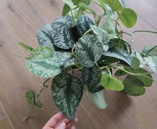 Scindapsus Trebie