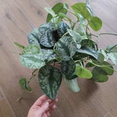 Scindapsus Trebie