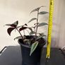 Tradescantia Plant Image 3