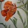 Original Elizabeth A. McEwen Botanical Watercolour - Poppies Image 4