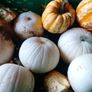 Pumpkins Image 5