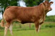 Carrick-on-Shannon Autumn Mixed Breed Show &amp; Sale