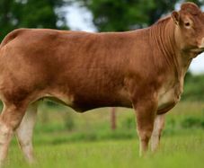 Carrick-on-Shannon Autumn Mixed Breed Show & Sale