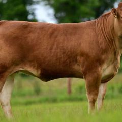 Carrick-on-Shannon Autumn Mixed Breed Show & Sale