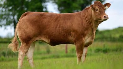 Carrick-on-Shannon Autumn Mixed Breed Show & Sale