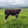 Pedigree Hereford Bull Image 6