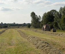 Hay for Sale