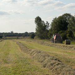 Hay for Sale