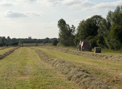 Hay for Sale