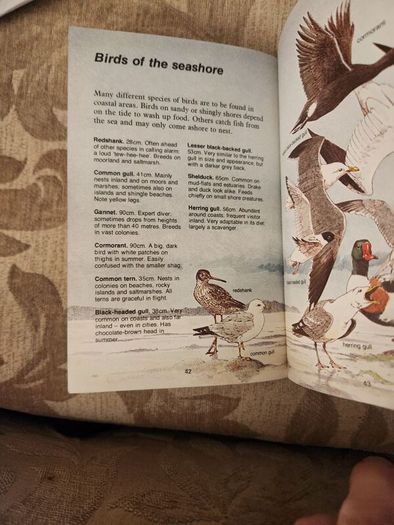 Whizz Kids. Birdwatching First Edition Vintage 1979 Paperback In Good Condition. 36.