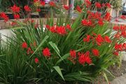 Crocosmia Lucifer Bulbs
