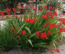 Crocosmia Lucifer Bulbs