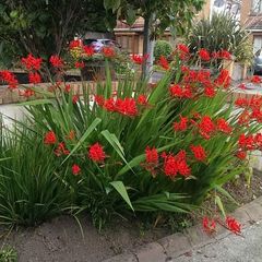 Crocosmia Lucifer Bulbs