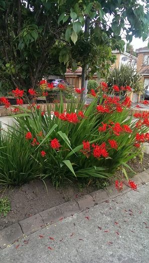 Crocosmia Lucifer Bulbs