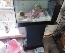 52L Fluval Evo 13.5 Gal Marine Tank (no livestock included)