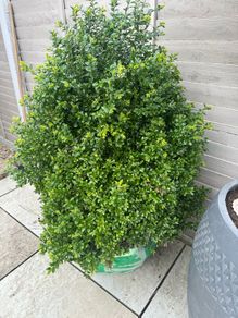 boxwood