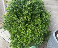 boxwood