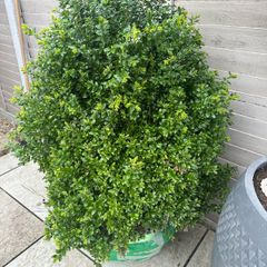 boxwood