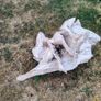 driftwood Image 7