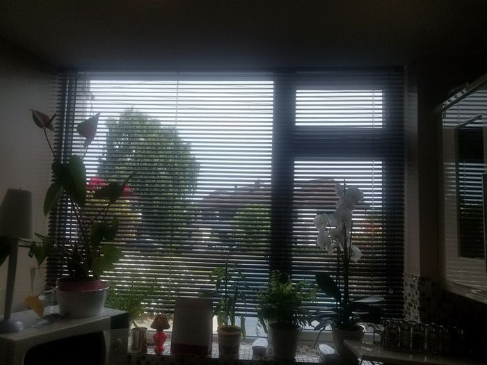 venitian blinds