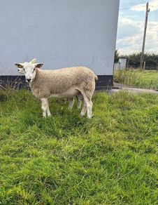 Aberfield Ram Lamb