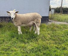 Aberfield Ram Lamb