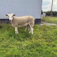 Aberfield Ram Lamb