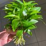 Plant - Tradescantia Fluminensis Green Hill - Houseplant Image 7