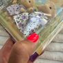 Sylvanian Families Epoch Sheep Family Dingle 1440 new THe BOx IS DAmaged Please see pictures Image 6