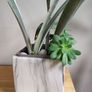 Sansevieria 'Sayuri' plant in white ceramic pot Image 3