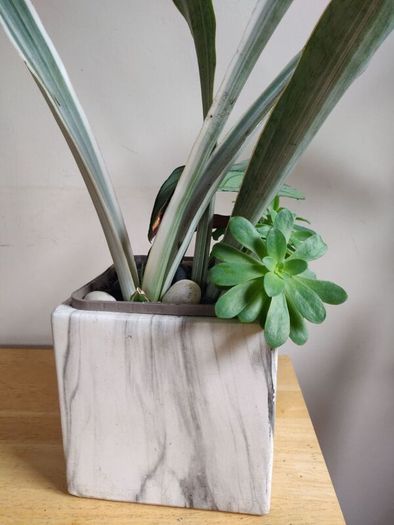 Sansevieria 'Sayuri' plant in white ceramic pot