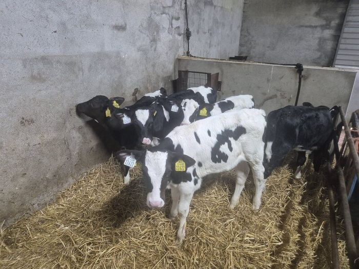Five Calves