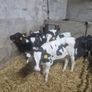 Five Calves Image 3