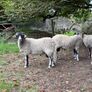 Swaledale Rams Image 6