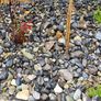 Gravel Image 3