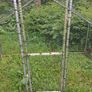 chicken run Image 2