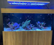 1000L Marine fish tank