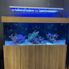 1000L Marine fish tank