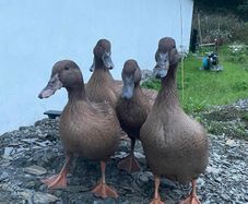 Khaki Campbell Ducks