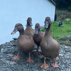 Khaki Campbell Ducks