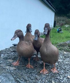 Khaki Campbell Ducks