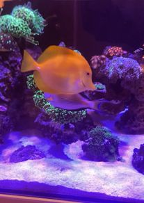 fish