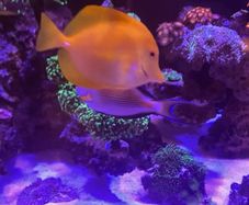 fish